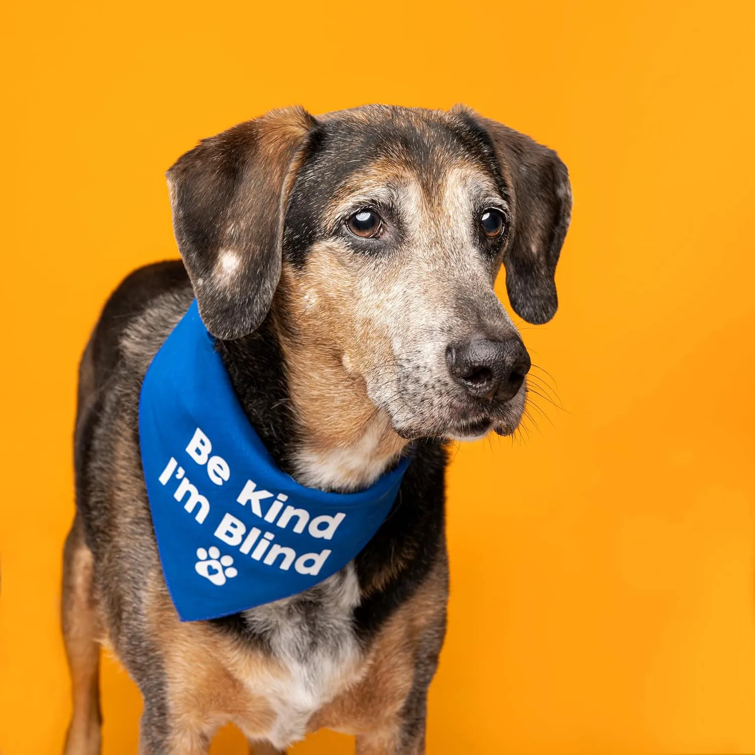Be Kind I'm Blind Dog Bandana | 100% Adjustable Cotton Triangle | Made in USA | Blind | Impaired | Vision Loss Accessory | Warning | Hot Pink, One Size (352)