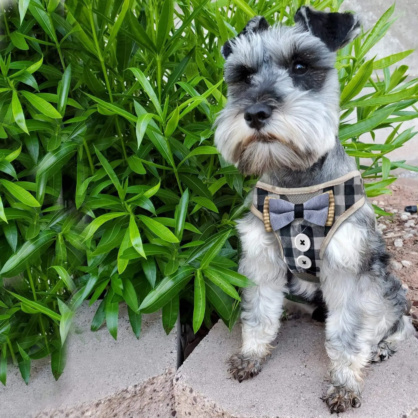 Small Puppy Harness with Bowtie, Adjustable Dog Vest Mesh Tuxedo Harness for Small Dog Kitten, Perfect for Party Wedding Holiday (S, Blue Plaid)